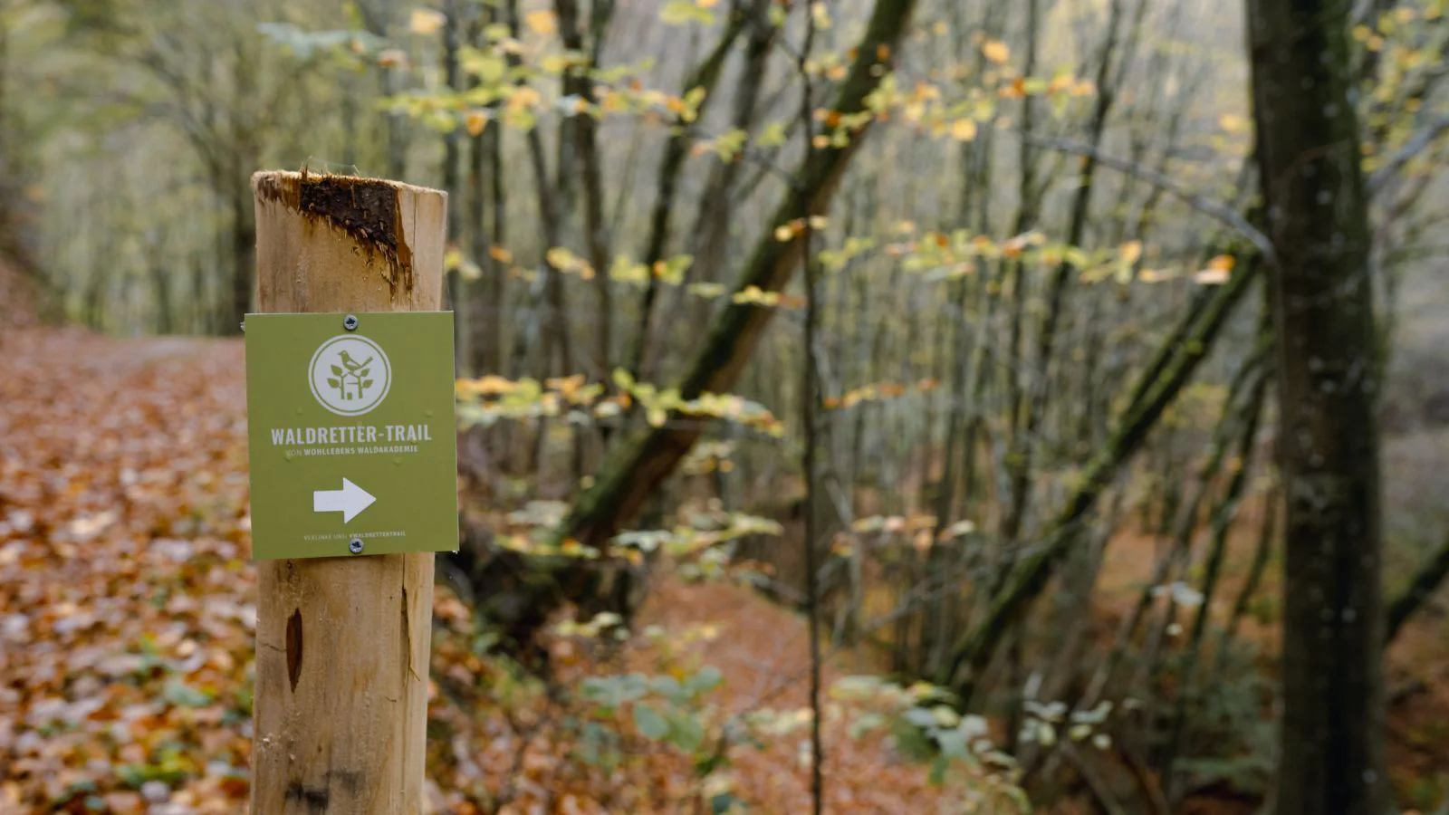 Wald und Natur rund um Wershofen